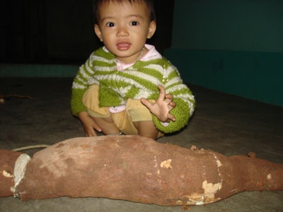 Củ sắn “vĩ đại” nặng gần 15kg - 1