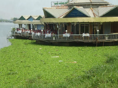 Bèo “ăn” ngập sông Hương - 1 Bèo “ăn” ngập sông Hương - 1