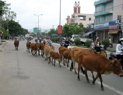 Đàn bò “du lịch” trong thành phố - 1 Đàn bò “du lịch” trong thành phố - 1
