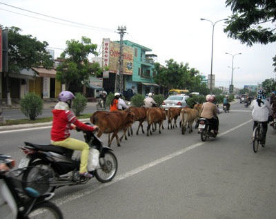 Đàn bò “du lịch” trong thành phố - 3 Đàn bò “du lịch” trong thành phố - 3