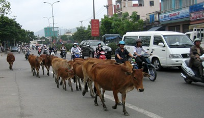 Đàn bò “du lịch” trong thành phố - 2 Đàn bò “du lịch” trong thành phố - 2