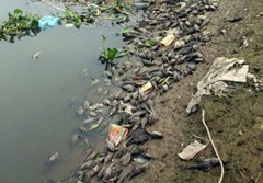 Cá dọn bể chết “đen kịt” bờ sông Nhuệ  - 1 Cá dọn bể chết “đen kịt” bờ sông Nhuệ  - 1