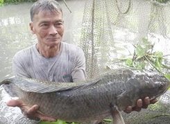 Bắt được cá lóc nặng 12kg - 1 Bắt được cá lóc nặng 12kg - 1