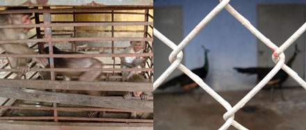 “Giải cứu” 7 động vật hoang dã quý hiếm - 1