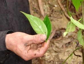 Tự tử bằng lá ngón, nỗi đau chưa lời giải - 1 Tự tử bằng lá ngón, nỗi đau chưa lời giải - 1