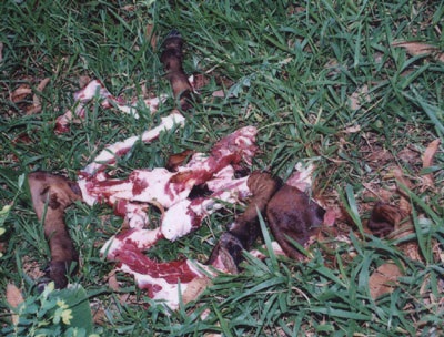 Nửa đêm dắt trộm bò ra xẻ thịt - 1