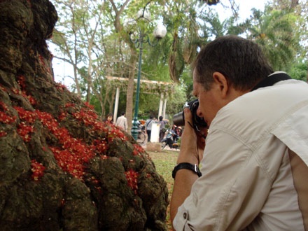 Lộc vừng rực đỏ ngày cuối xuân - 3 Lộc vừng rực đỏ ngày cuối xuân - 3