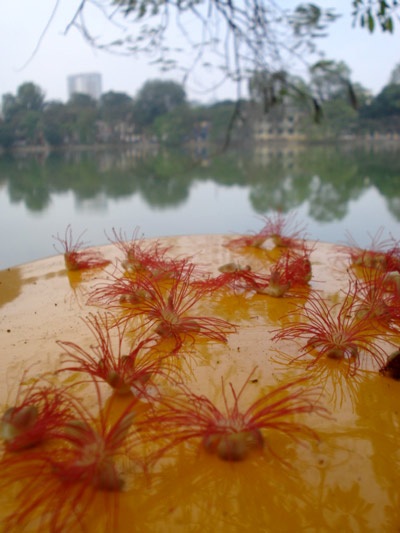 Lộc vừng rực đỏ ngày cuối xuân - 1 Lộc vừng rực đỏ ngày cuối xuân - 1