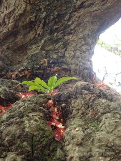 Lộc vừng rực đỏ ngày cuối xuân - 13 Lộc vừng rực đỏ ngày cuối xuân - 13