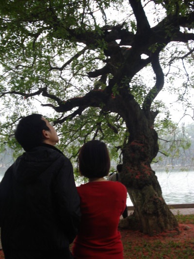 Lộc vừng rực đỏ ngày cuối xuân - 10 Lộc vừng rực đỏ ngày cuối xuân - 10