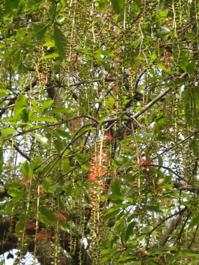 Lộc vừng rực đỏ ngày cuối xuân - 8 Lộc vừng rực đỏ ngày cuối xuân - 8