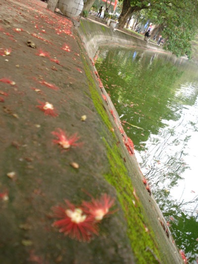 Lộc vừng rực đỏ ngày cuối xuân - 6 Lộc vừng rực đỏ ngày cuối xuân - 6