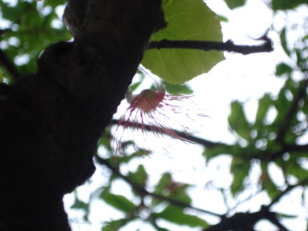 Lộc vừng rực đỏ ngày cuối xuân - 5 Lộc vừng rực đỏ ngày cuối xuân - 5