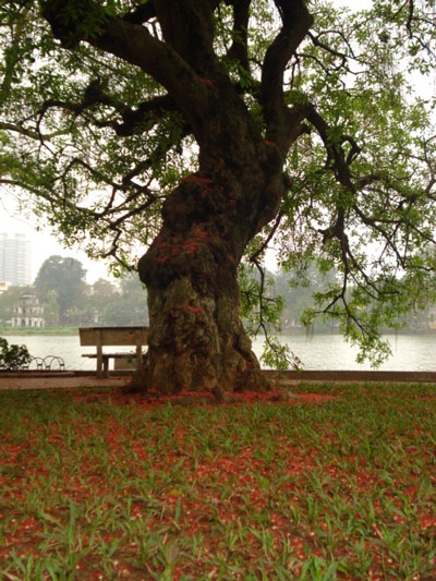 Lộc vừng rực đỏ ngày cuối xuân - 15 Lộc vừng rực đỏ ngày cuối xuân - 15