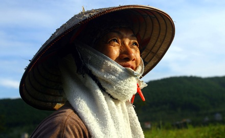 Rừng rễ Côn Sơn - 4 Rừng rễ Côn Sơn - 4