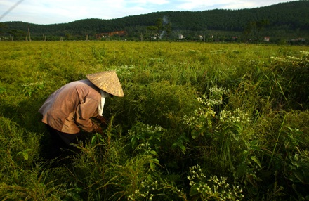 Rừng rễ Côn Sơn - 1 Rừng rễ Côn Sơn - 1