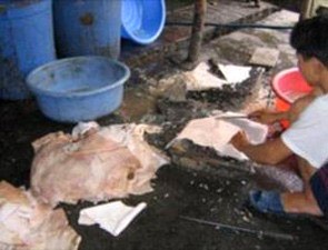 Chế biến bì lợn thối, lợn sữa bệnh bán cho nhà hàng - 1 Chế biến bì lợn thối, lợn sữa bệnh bán cho nhà hàng - 1