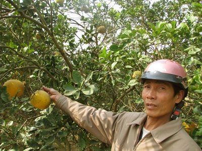 Tết này vắng cam Canh, bưởi Diễn - 1