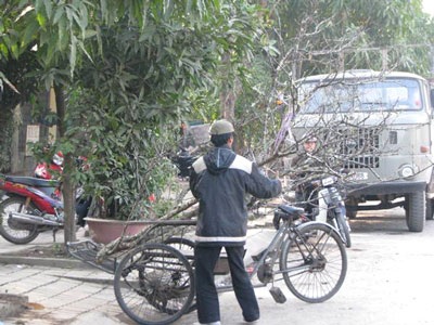“Săn” đào đá nơi biên giới Kỳ Sơn - 6 “Săn” đào đá nơi biên giới Kỳ Sơn - 6