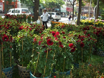 Sài Gòn ngập sắc hoa xuân - 13