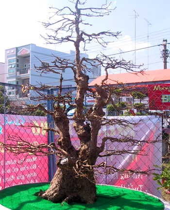 Cây mai vàng đại thụ vô giá - 1 Cây mai vàng đại thụ vô giá - 1