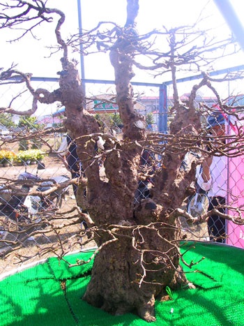 Cây mai vàng đại thụ vô giá - 2 Cây mai vàng đại thụ vô giá - 2