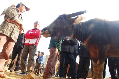 Chợ trâu vùng cao Si Ma Cai - 2