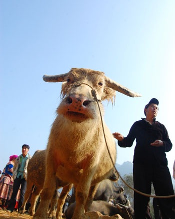 Chợ trâu vùng cao Si Ma Cai - 3