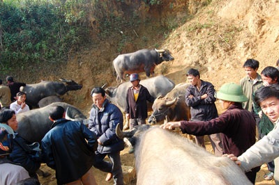 Chợ trâu vùng cao Si Ma Cai - 4