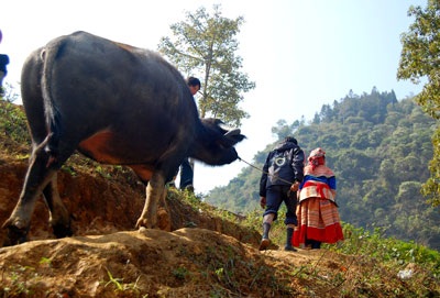 Chợ trâu vùng cao Si Ma Cai - 6