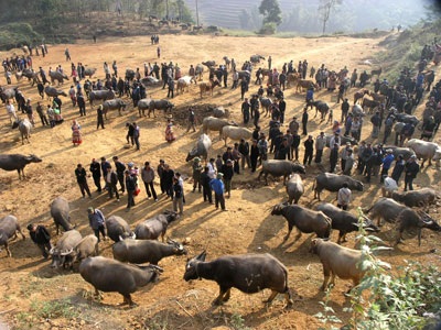 Chợ trâu vùng cao Si Ma Cai - 8