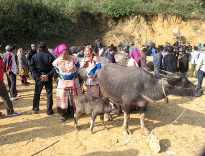 Chợ trâu vùng cao Si Ma Cai - 5
