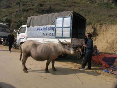 Chợ trâu vùng cao Si Ma Cai - 7