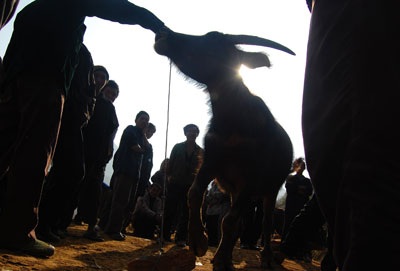 Chợ trâu vùng cao Si Ma Cai - 1