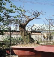 Cổ mai hoa ở Đại Lộc - 1 Cổ mai hoa ở Đại Lộc - 1