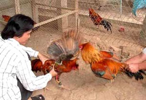 Miền Tây: “Bác thằng bần” hoành hành ngày tết - 1