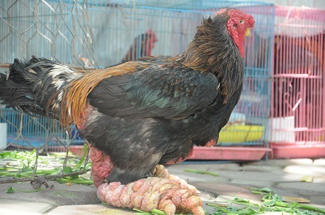 Chú gà Đông Tảo có đôi chân khổng lồ ở Hà Nội