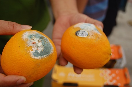 Phát hiện kho chứa hoa quả bán cho siêu thị lên mốc xanh, thối hỏng - 1 Cam mốc xanh được phát hiện tại kho hàng của Công ty