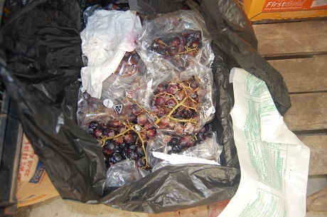 Phát hiện kho chứa hoa quả bán cho siêu thị lên mốc xanh, thối hỏng - 2 Nho đã thối, hỏng được bảo quản chung với các hoa quả khác