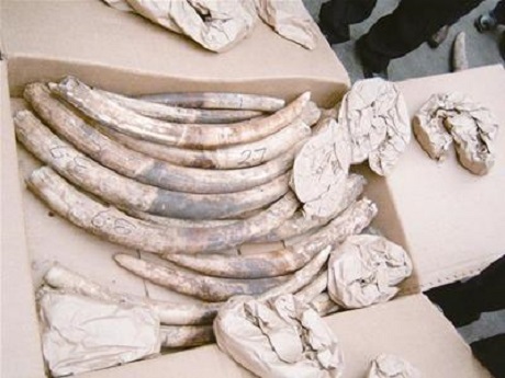 Ngà voi liên tục được phát hiện vận chuyển qua đường hàng không.