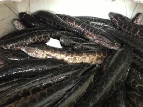 Cá quả Trung Quốc nhập lậu liên tục tuồn vào Việt Nam trong thời gian qua.