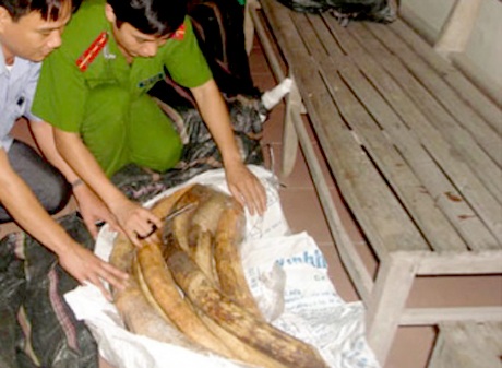 Bắt giữ 40 ngà voi đang vận chuyển sang Trung Quốc tiêu thụ - 1 Số ngà voi phát hiện trên xe ô tô