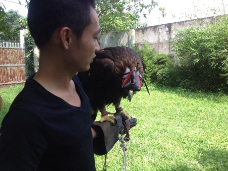 Dân chơi Hà Nội bỏ chục nghìn đô mua “đại bàng hoàng kim” - 6 Để huấn luyện thuần thục được giống chim săn mồi này đòi hỏi rất nhiều công sức và kỹ thuật