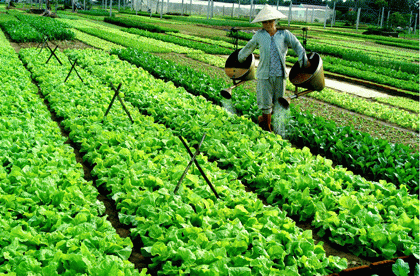 Tổng đài tư vấn... rau sạch - 1 Hà Nội xây dựng tổng đài tư vấn về rau an toàn
