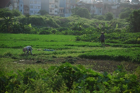 Hà Nội: Cận cảnh dự án cao ốc 100 tầng làm vườn rau - 2 Hà Nội: Cận cảnh dự án cao ốc 100 tầng làm vườn rau