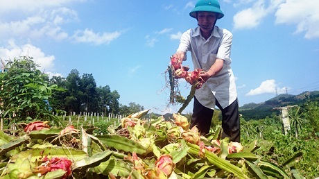 Bí ẩn vụ cả vườn thanh long sắp thu hoạch bị phá nát - 1 Ông Hòa bên đống thân, quả Thanh Long bị kẻ xấu băm nát