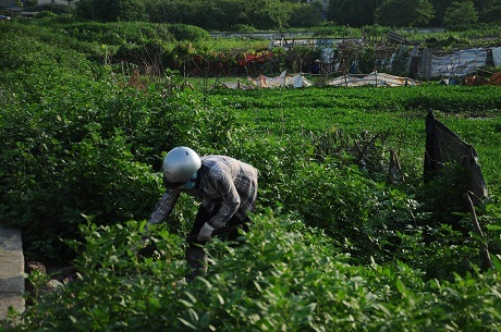 Hà Nội: Cận cảnh dự án cao ốc 100 tầng làm vườn rau - 5 Hà Nội: Cận cảnh dự án cao ốc 100 tầng làm vườn rau