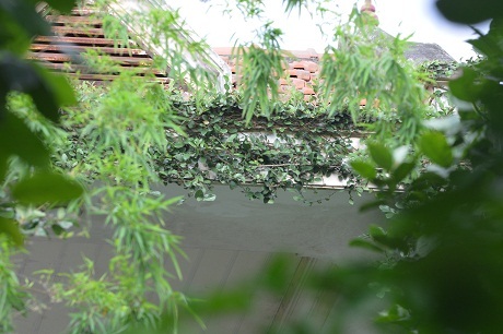 Các ô cửa sổ dây leo quấn quanh tạo nên vẻ đẹp thơ mộng như trong chuyện cổ tích