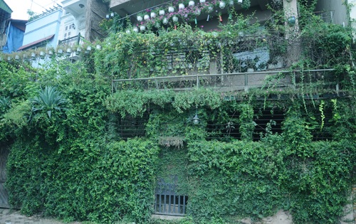 Kỳ thú “Ngôi nhà chậu hoa” triệu đô ở Hồ Tây - 1 Nhiều người đi trên đường ven Hồ Tây đều rất thích thú trước ngôi nhà phủ cây xanh mướt mát