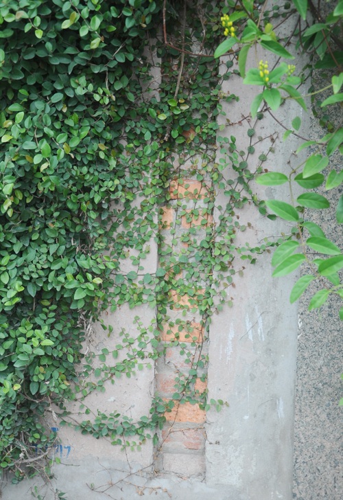 Kỳ thú “Ngôi nhà chậu hoa” triệu đô ở Hồ Tây - 8 Chậu hoa còn được treo lên tầng 3 của ngôi nhà